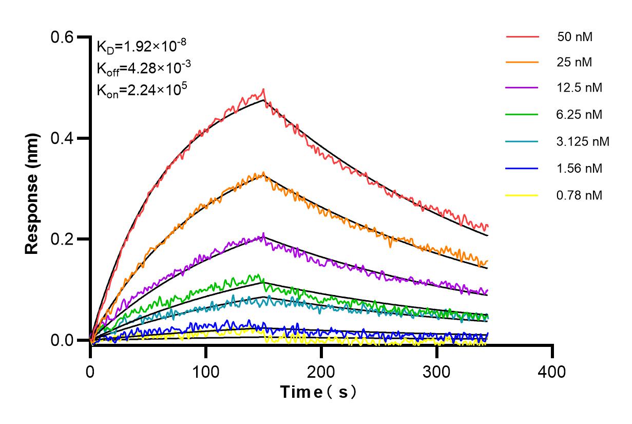 Affinity and Kinetic Characterization of 86194-3-RR Affinity and Kinetic Characterization of 86194-3-RR