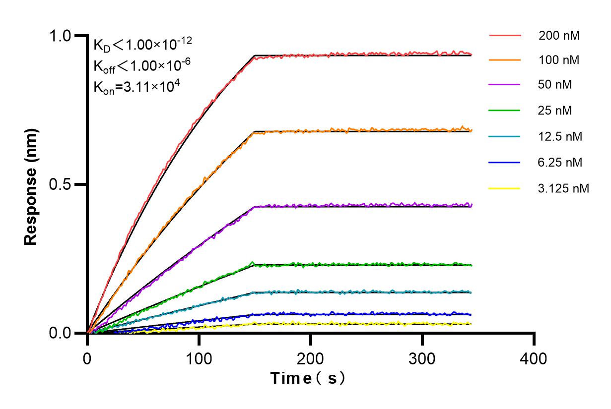 Affinity and Kinetic Characterization of 86196-3-RR