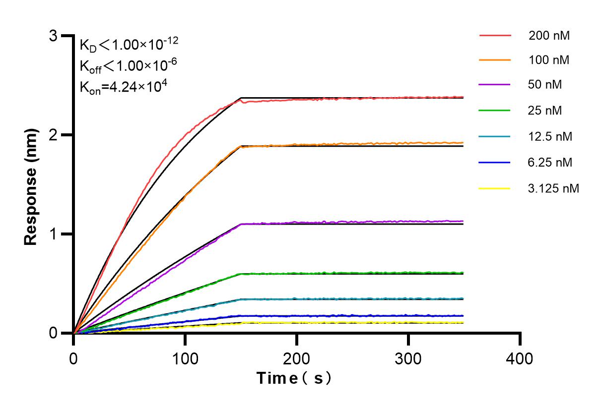 Affinity and Kinetic Characterization of 86197-2-RR