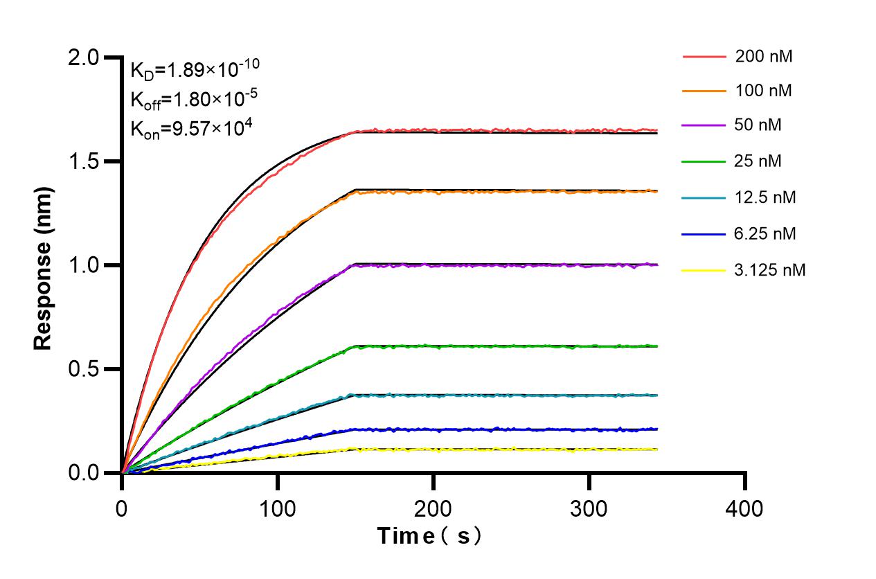 Affinity and Kinetic Characterization of 86209-1-RR