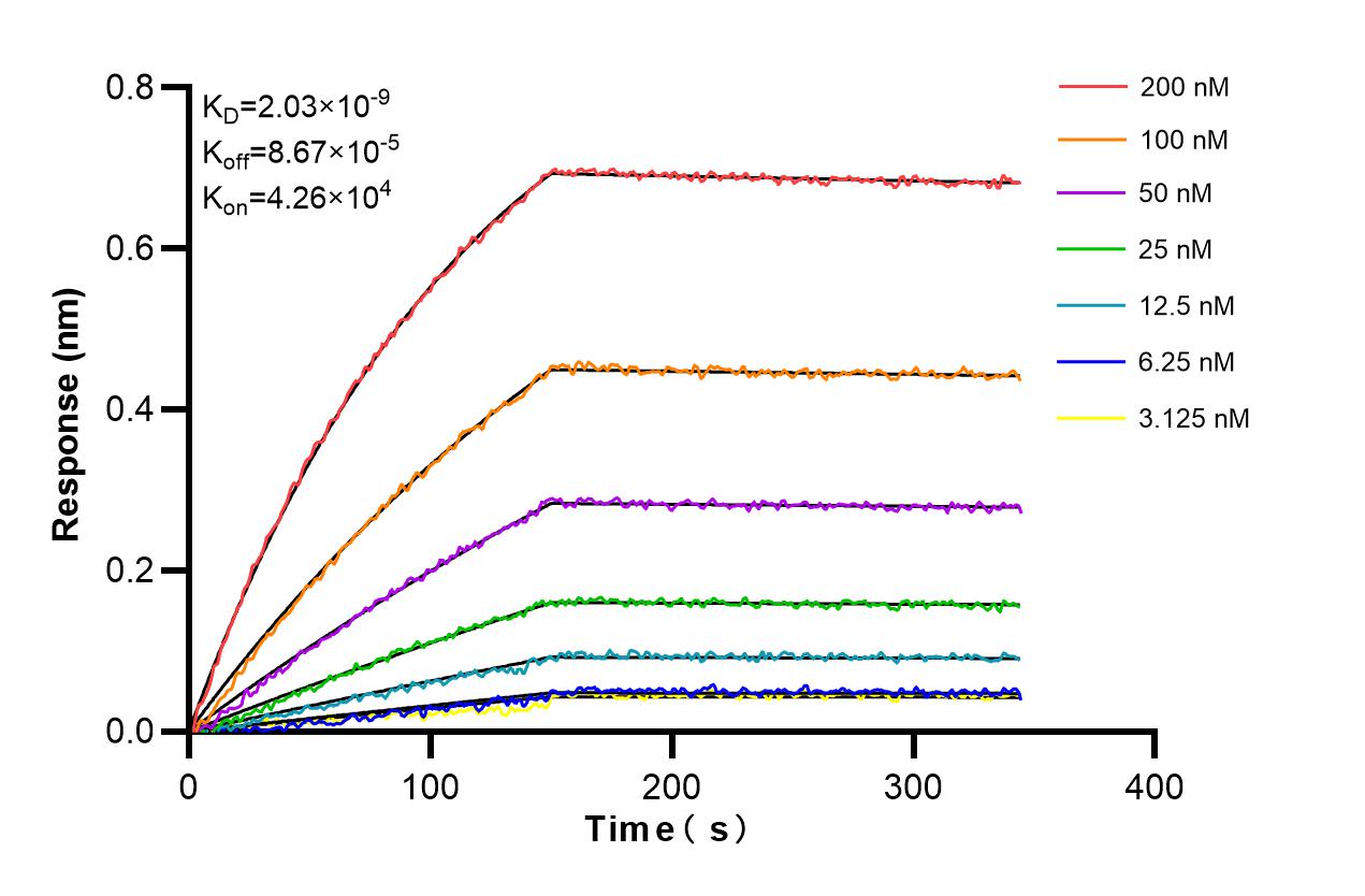 Affinity and Kinetic Characterization of 86217-1-RR