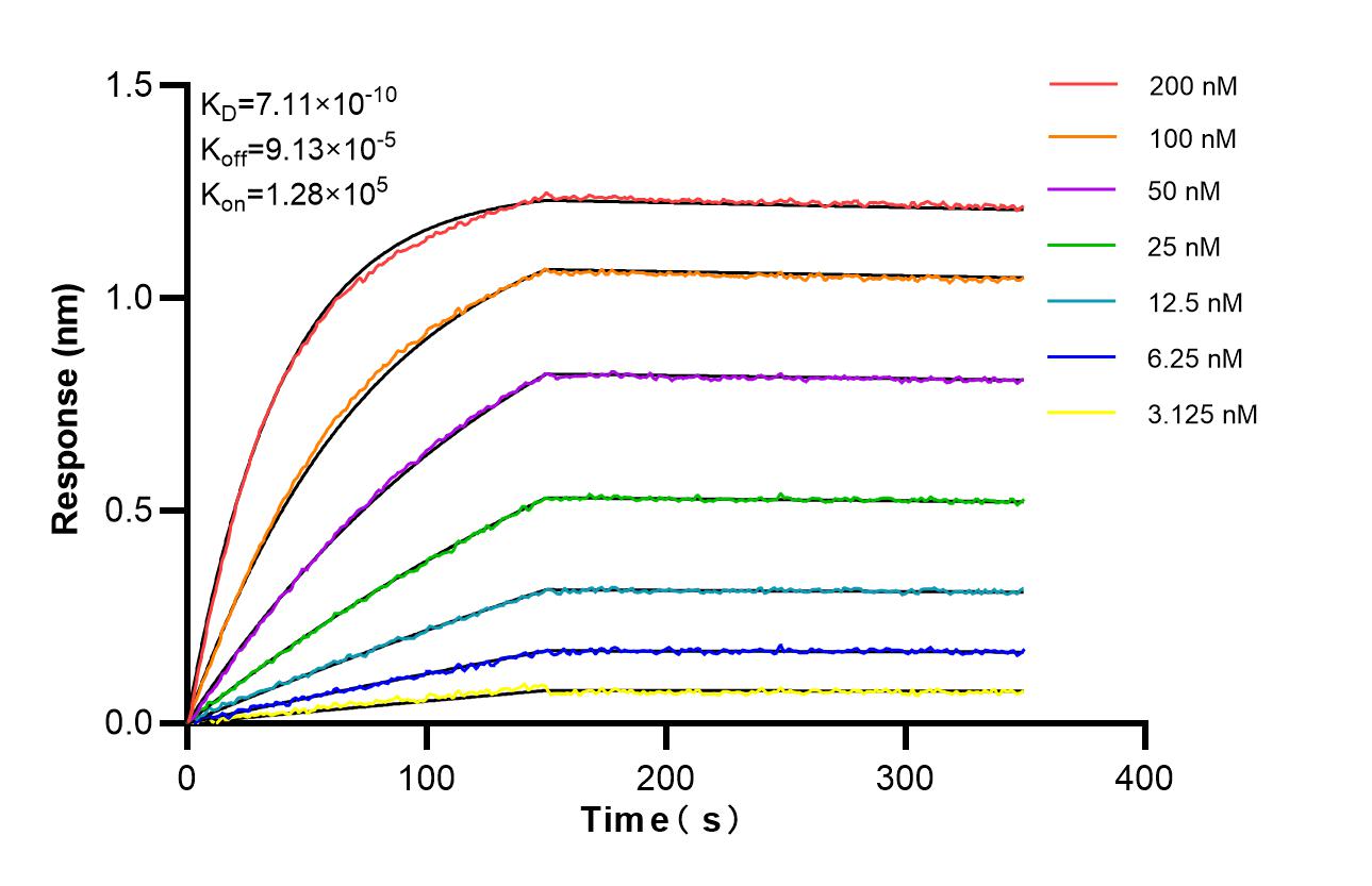 Affinity and Kinetic Characterization of 86224-2-RR