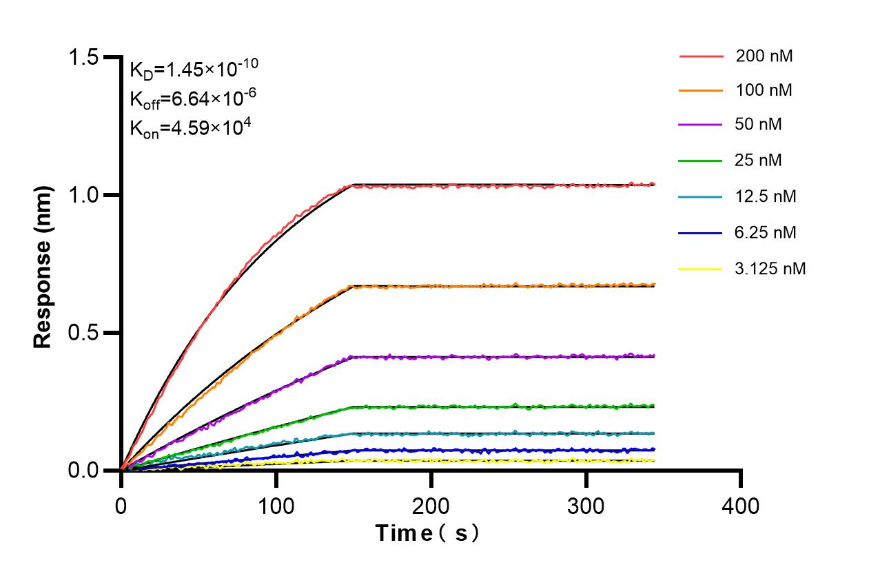 Biolayer interferometry (BLl) kinetic assays of <a class='green' href='/productredirect?CatalogNo=86227-4-RR' target='_blank'>86227-4-RR</a> against Human CUGBP1 were performed. The affinity constant is 0.145 nM. Affinity and Kinetic Characterization of 86227-4-RR