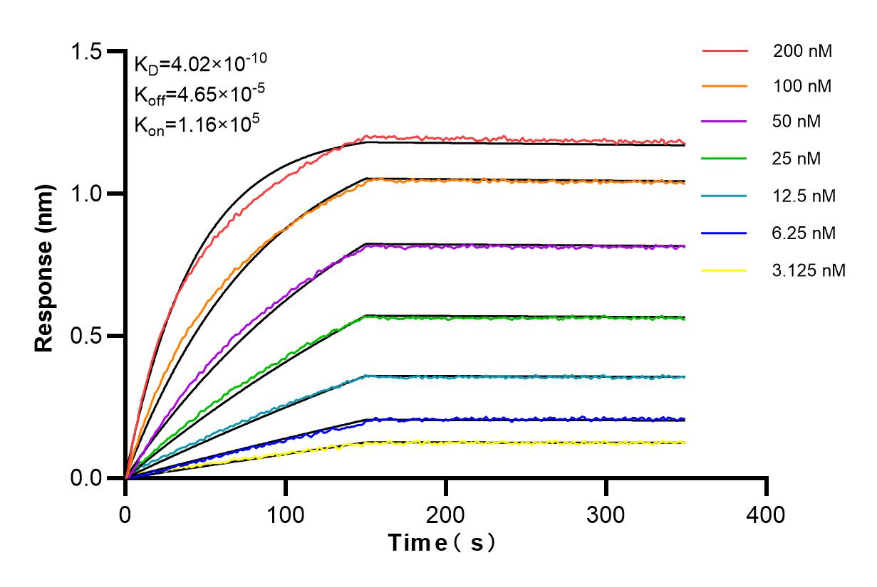 Affinity and Kinetic Characterization of 86237-1-RR