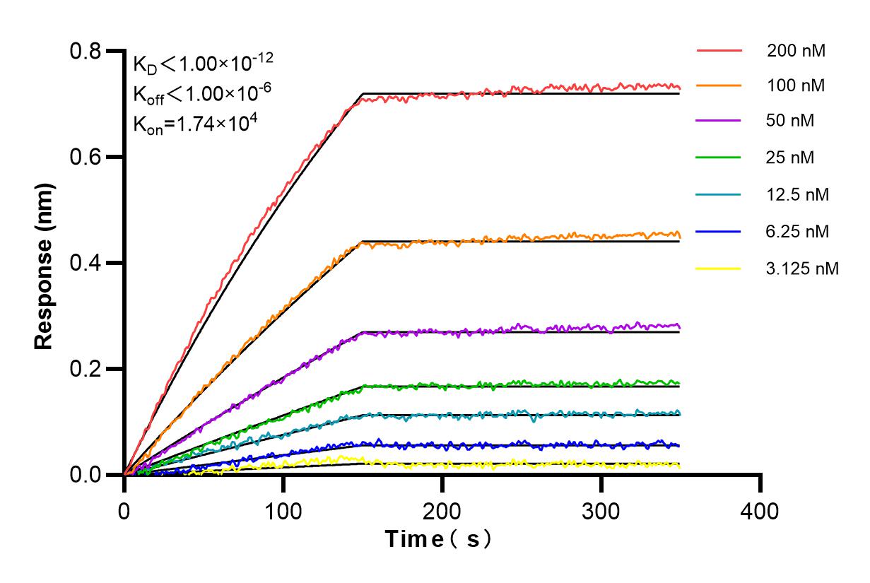 Affinity and Kinetic Characterization of 86240-1-RR