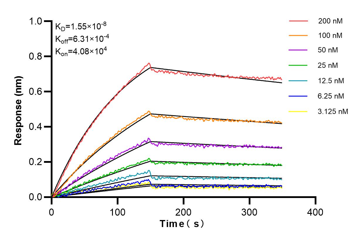 Biolayer interferometry (BLl) kinetic assays of <a class='green' href='/productredirect?CatalogNo=86240-2-RR' target='_blank'>86240-2-RR</a> against Human G6PD were performed. The affinity constant is 15.5 nM. Affinity and Kinetic Characterization of 86240-2-RR