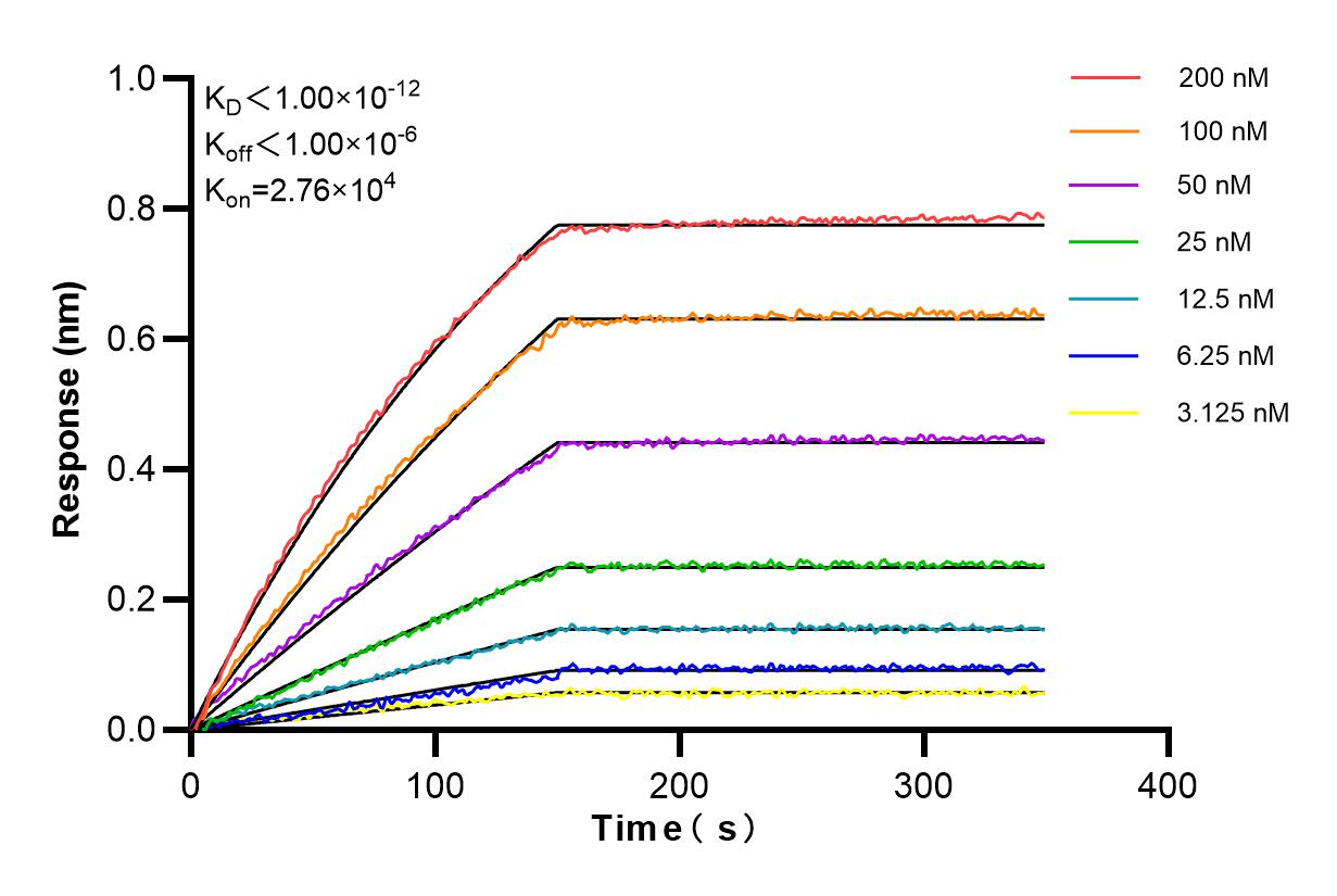 Affinity and Kinetic Characterization of 86241-1-RR