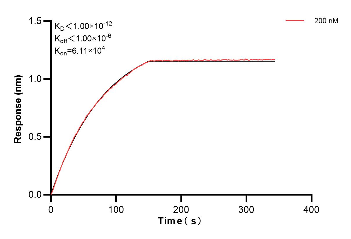 Biolayer interferometry (BLl) kinetic assay of 86255-4-PBS against Human PAICS was performed. The affinity constant is below 1 pM. Affinity of 86255-4-PBS