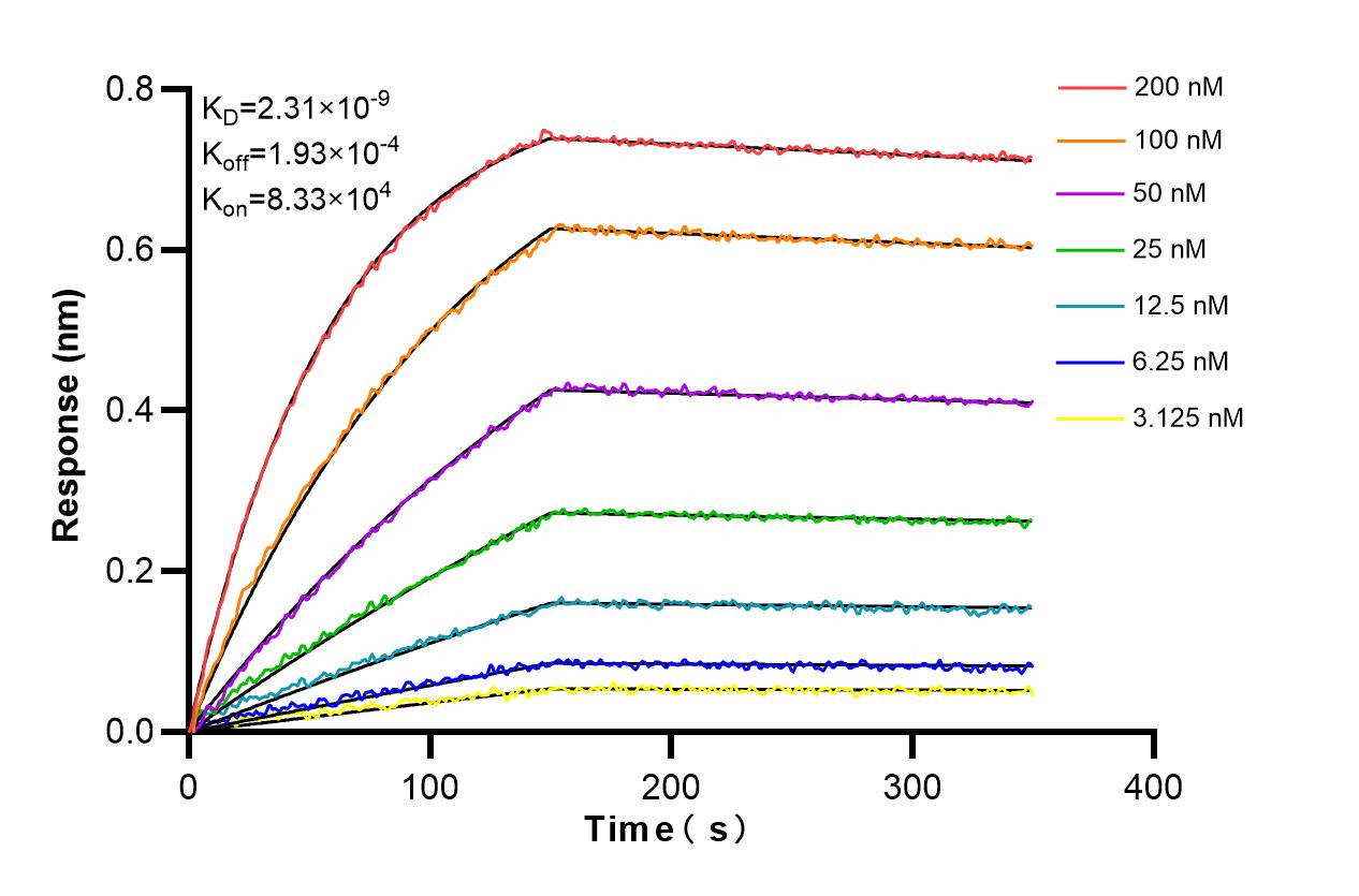 Biolayer interferometry (BLl) kinetic assays of 86260-4-RR against Human UMPS were performed. The affinity constant is 2.31 nM. Affinity and Kinetic Characterization of 86260-4-RR