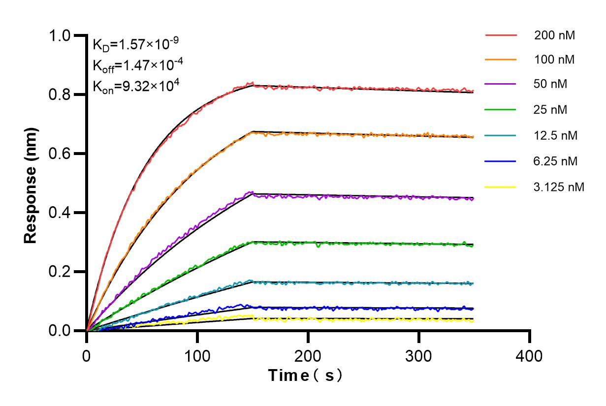 Biolayer interferometry (BLl) kinetic assays of 86274-1-RR against Human MCU/CCDC109A were performed. The affinity constant is 1.57 nM. Affinity and Kinetic Characterization of 86274-1-RR