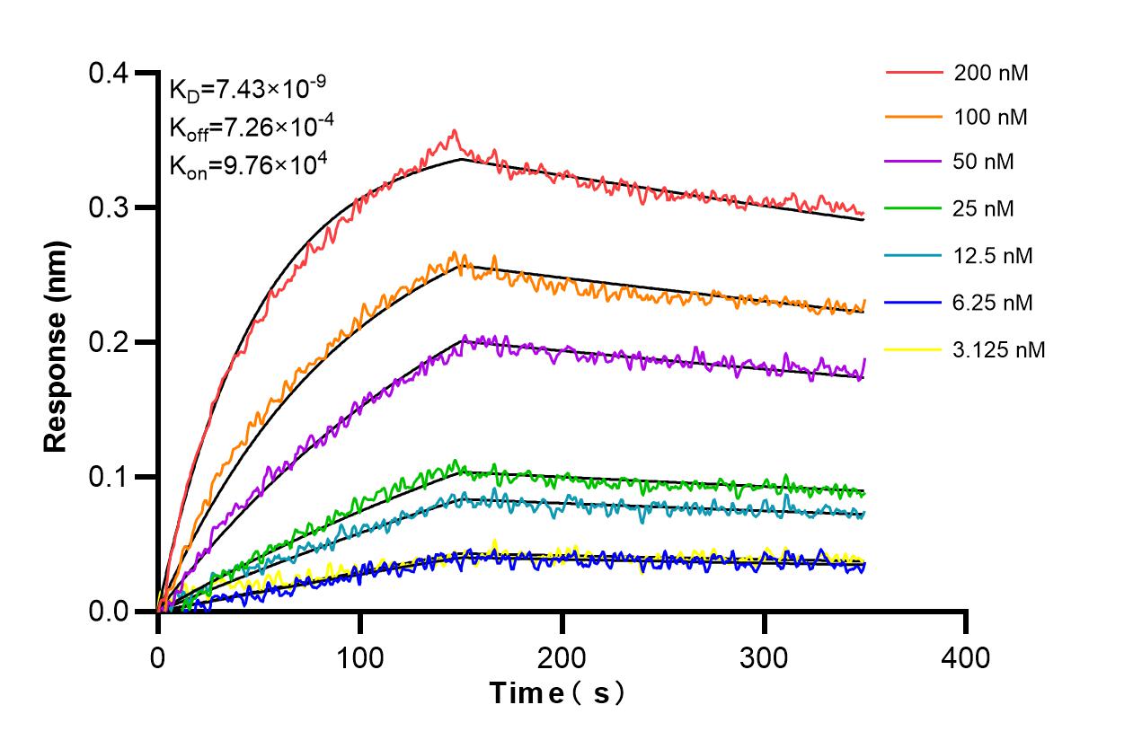 Affinity and Kinetic Characterization of 86275-1-RR