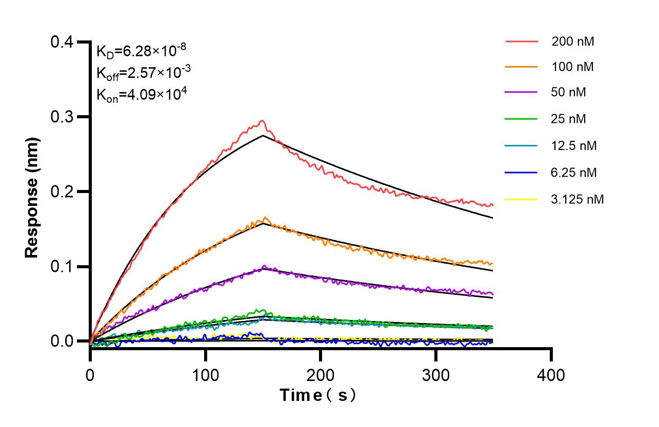 Biolayer interferometry (BLl) kinetic assays of <a class='green' href='/productredirect?CatalogNo=86278-1-RR' target='_blank'>86278-1-RR</a> against Human UBE2T/HSPC150 were performed. The affinity constant is 62.8 nM. Affinity of 86278-1-RR