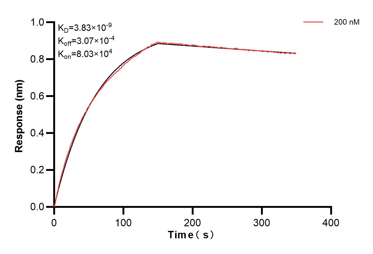 Biolayer interferometry (BLl) kinetic assay of 86286-4-PBS against Human Complement C6 was performed. The affinity constant is 3.83 nM. Affinity of 86286-4-PBS