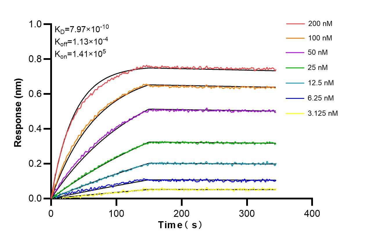 Biolayer interferometry (BLl) kinetic assays of 86294-2-RR against Human TCF21 were performed. The affinity constant is 0.797 nM. Affinity and Kinetic Characterization of 86294-2-RR