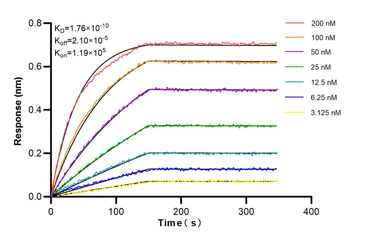 Affinity and Kinetic Characterization of 86333-3-RR