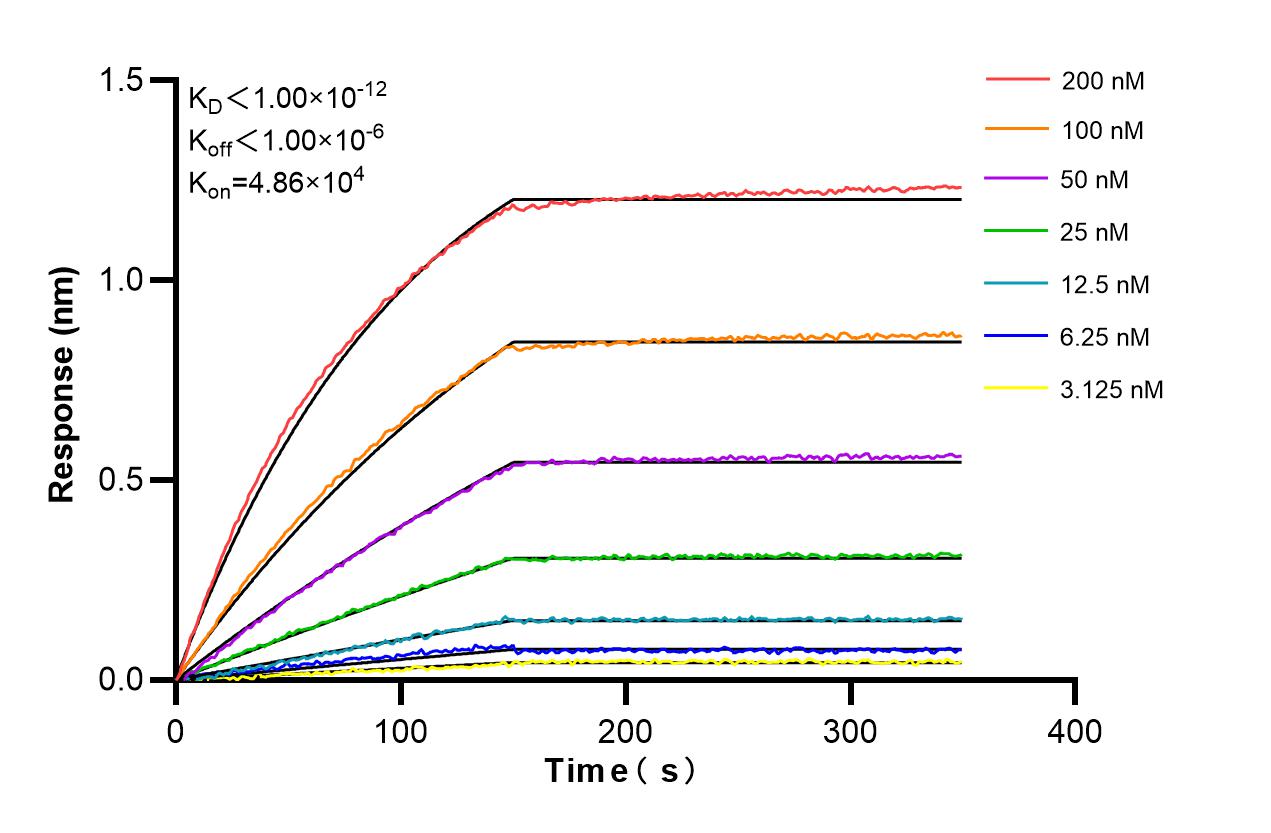 Biolayer interferometry (BLl) kinetic assays of <a class='green' href='/productredirect?CatalogNo=86334-2-RR' target='_blank'>86334-2-RR</a> against Human HSD17B4 were performed. The affinity constant is below 1 pM. Affinity and Kinetic Characterization of 86334-2-RR