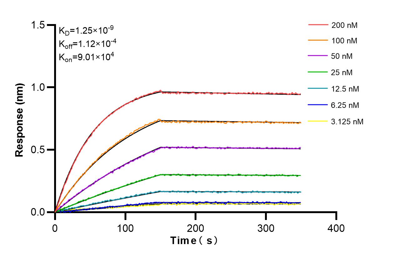 Biolayer interferometry (BLl) kinetic assays of 86351-1-RR against Human WBSCR17 were performed. The affinity constant is 1.25 nM. Affinity and Kinetic Characterization of 86351-1-RR