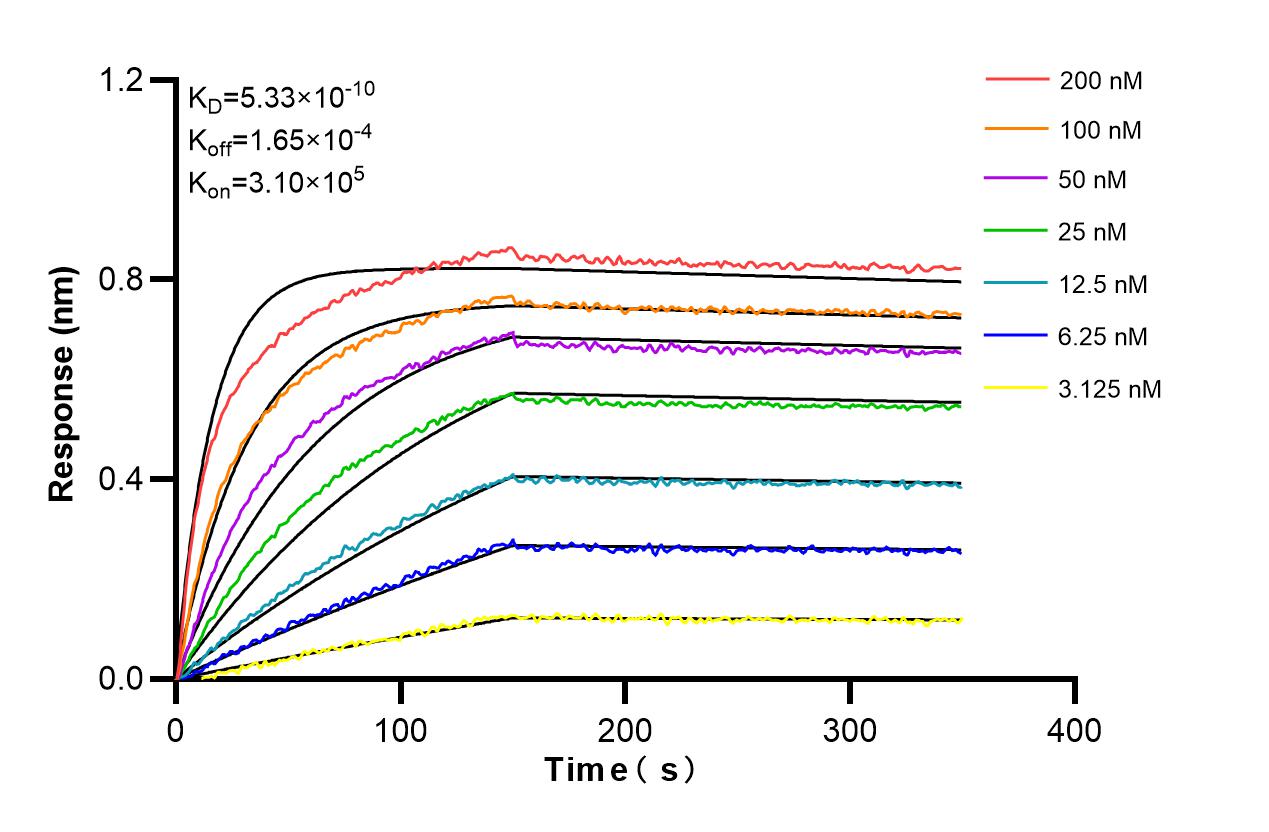 Biolayer interferometry (BLl) kinetic assays of 86359-3-RR against Human OXR1 were performed. The affinity constant is 0.533 nM. Affinity and Kinetic Characterization of 86359-3-RR