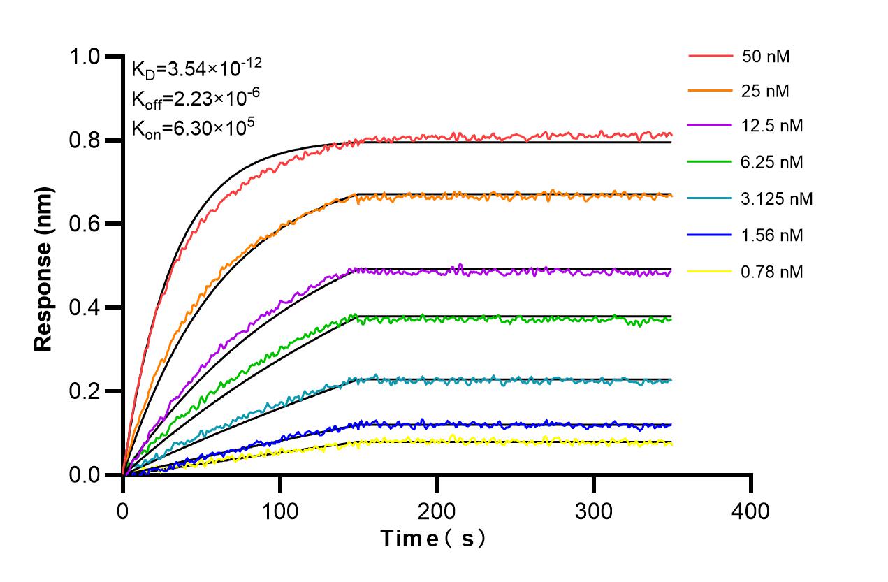 Biolayer interferometry (BLl) kinetic assays of 86387-3-PBS against Human AREG were performed. The affinity constant is 3.54 pM. Affinity and Kinetic Characterization of 86387-3-PBS