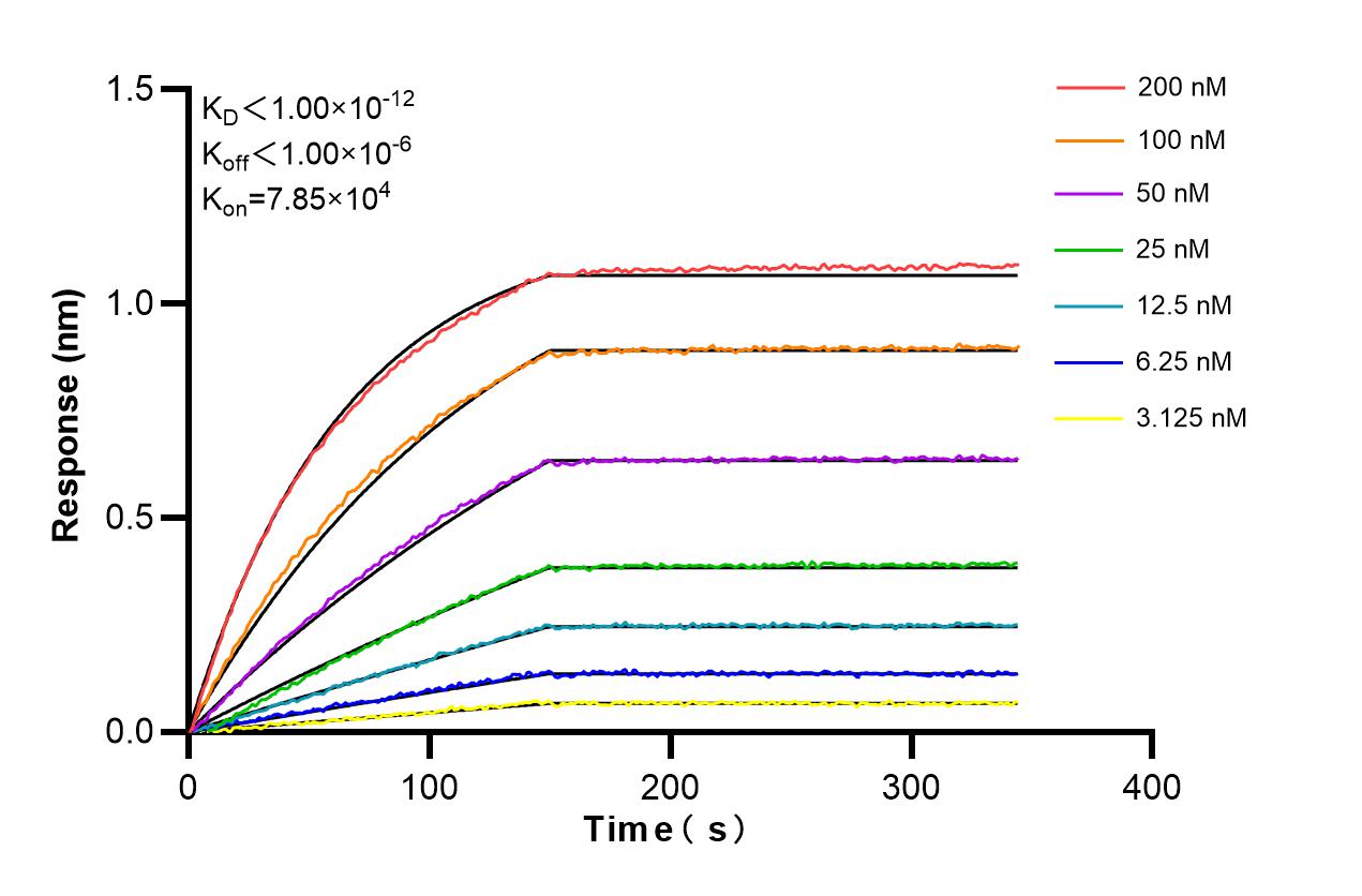 Affinity and Kinetic Characterization of 86405-1-RR