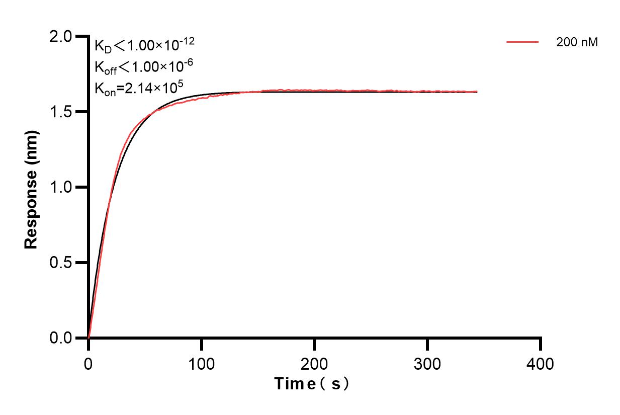 Biolayer interferometry (BLl) kinetic assay of 86417-3-PBS against Human CHI3L2 was performed. The affinity constant is below 1 pM. Affinity of 86417-3-PBS