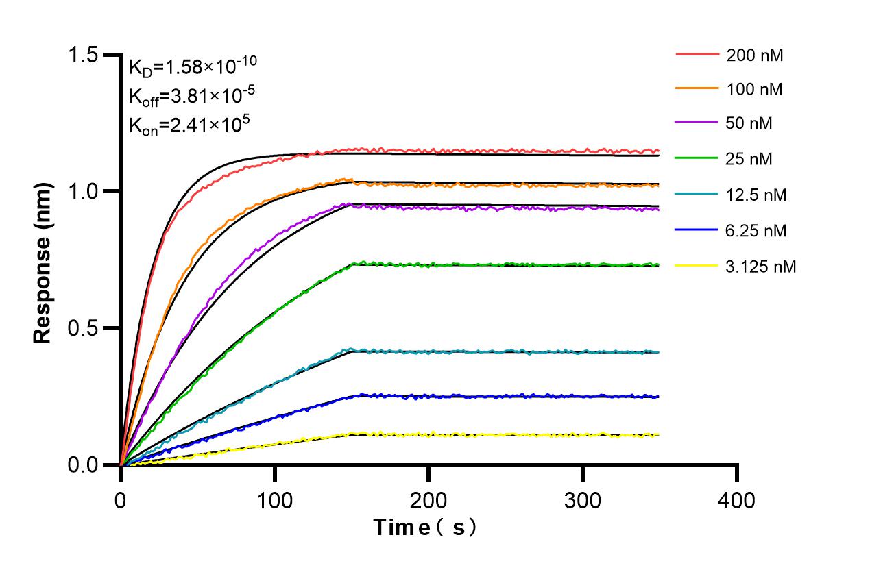 Affinity and Kinetic Characterization of 86428-3-RR