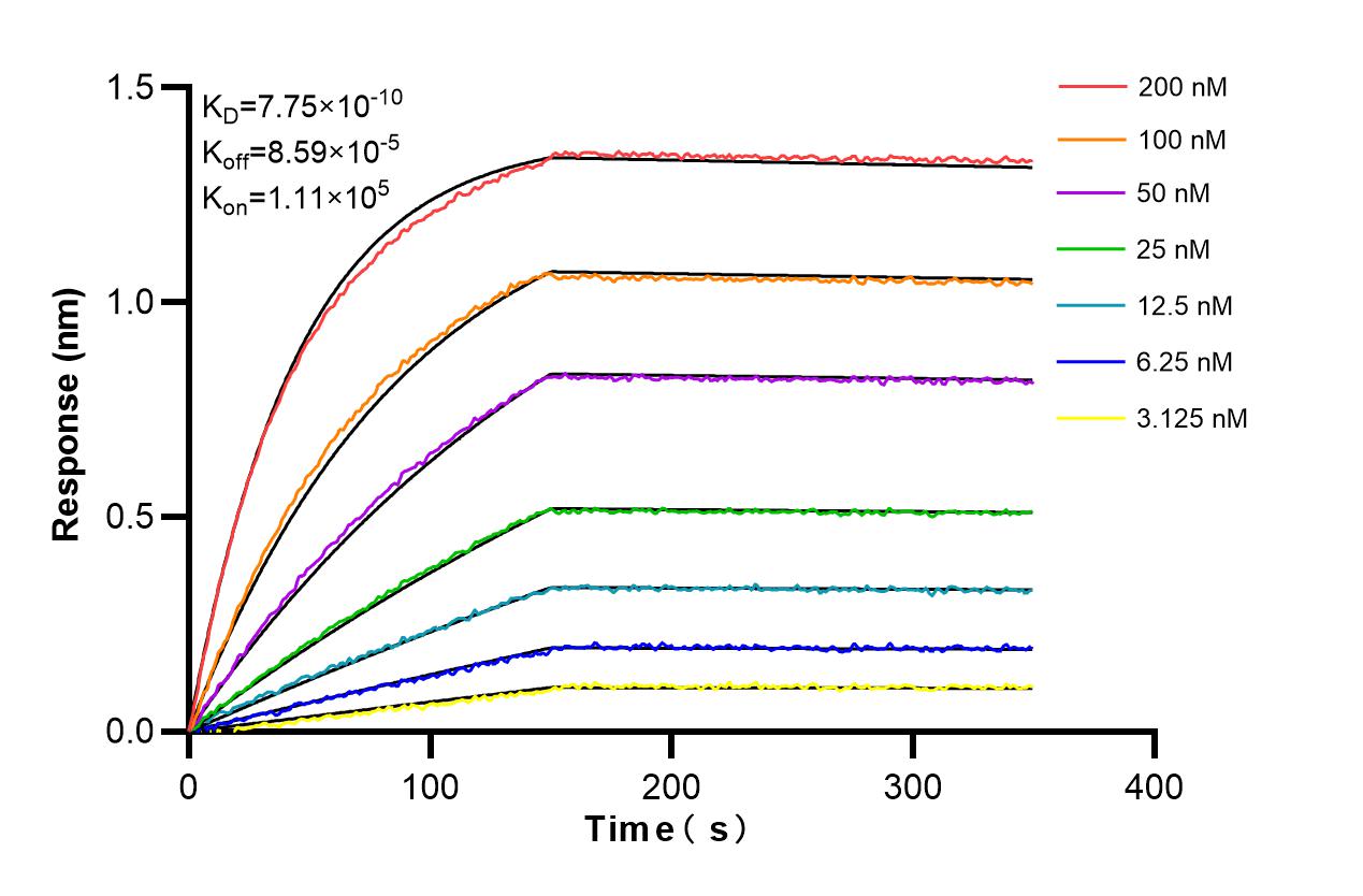 Affinity and Kinetic Characterization of 86431-1-RR
