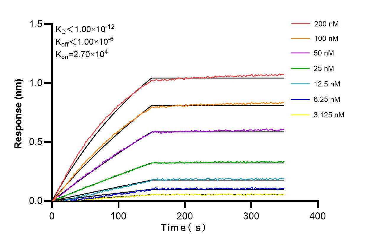 Affinity and Kinetic Characterization of 86449-1-RR