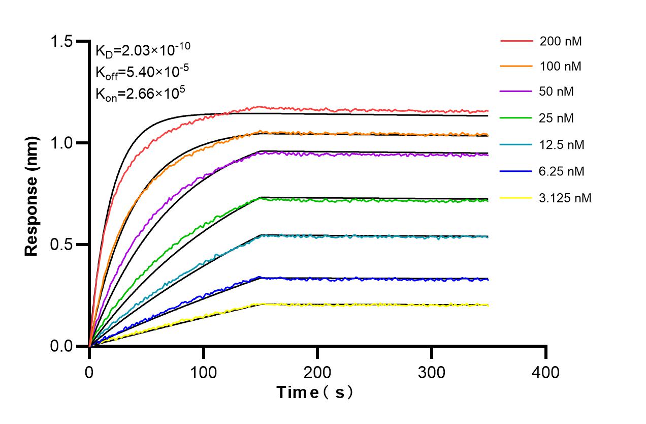 Affinity and Kinetic Characterization of 86451-3-RR