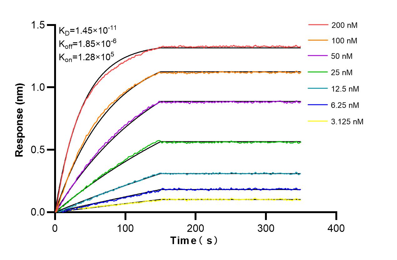 Biolayer interferometry (BLl) kinetic assays of 86453-1-RR against Human USP1 were performed. The affinity constant is 14.5 pM. Affinity and Kinetic Characterization of 86453-1-RR