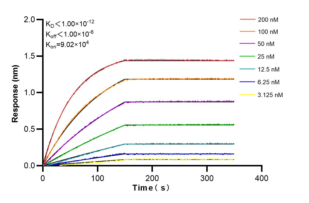 Biolayer interferometry (BLl) kinetic assays of 86475-3-RR against Human UMP/CMP kinase were performed. The affinity constant is below 1 pM. Affinity and Kinetic Characterization of 86475-3-RR