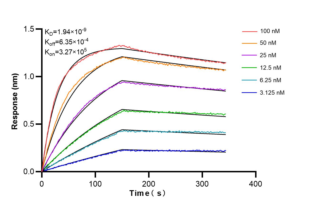 Affinity and Kinetic Characterization of 86486-1-RR