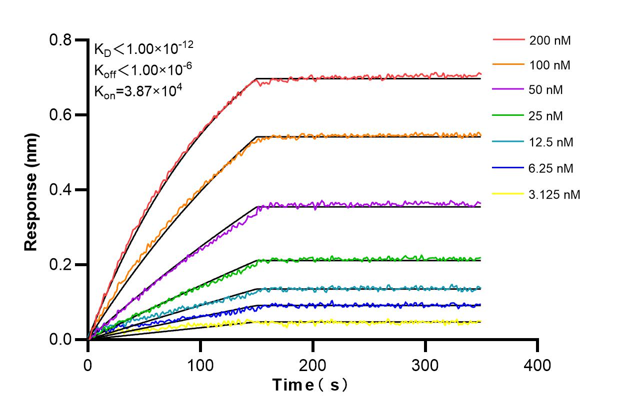 Affinity and Kinetic Characterization of 86491-1-RR