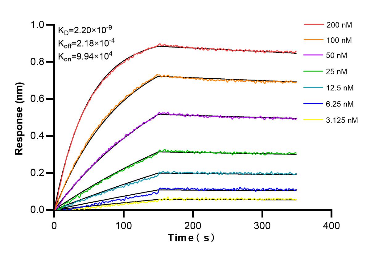 Affinity and Kinetic Characterization of 86499-1-RR