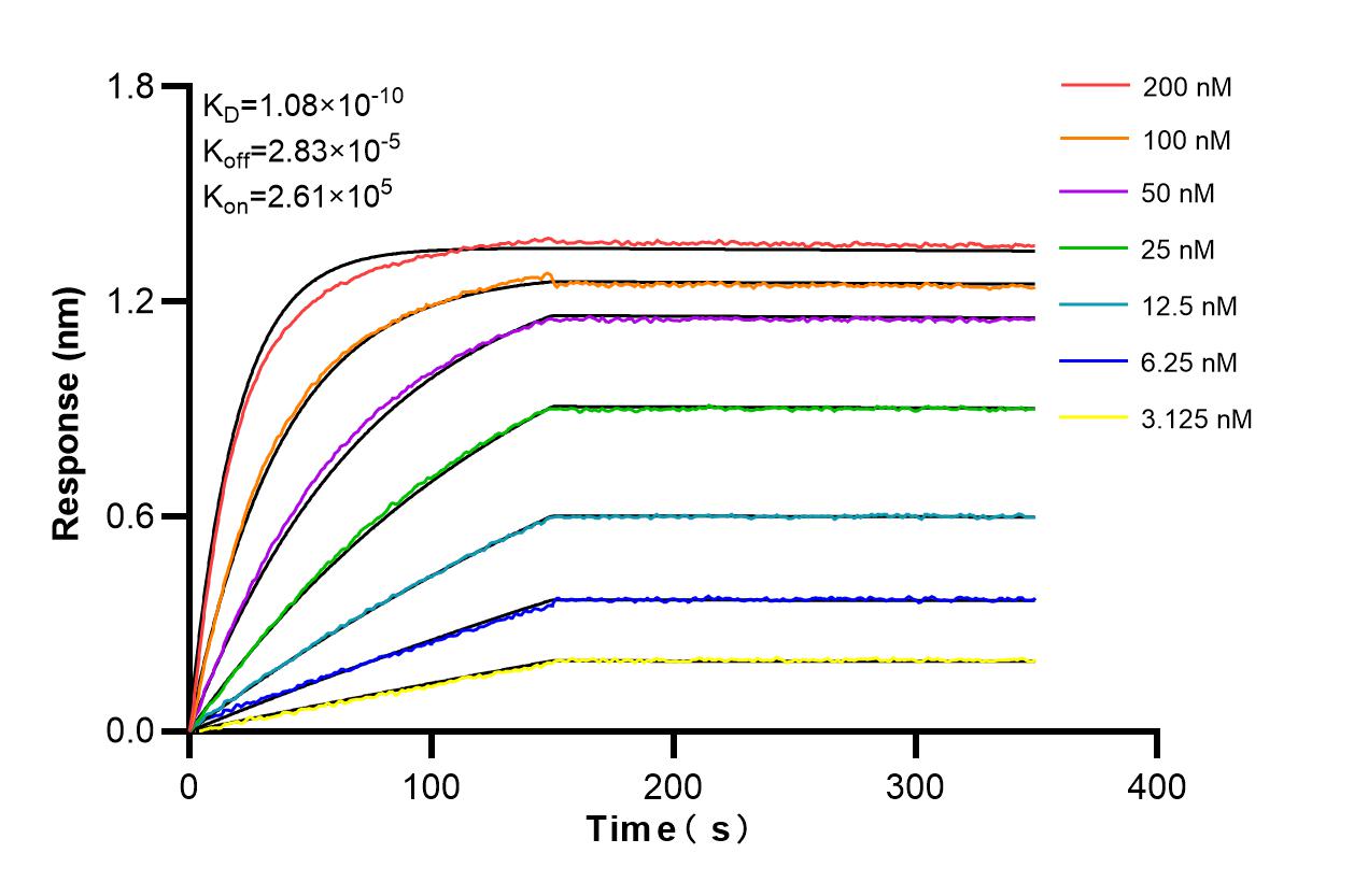 Biolayer interferometry (BLl) kinetic assays of 86500-2-RR against Human APOD were performed. The affinity constant is 0.108 nM. Affinity and Kinetic Characterization of 86500-2-RR