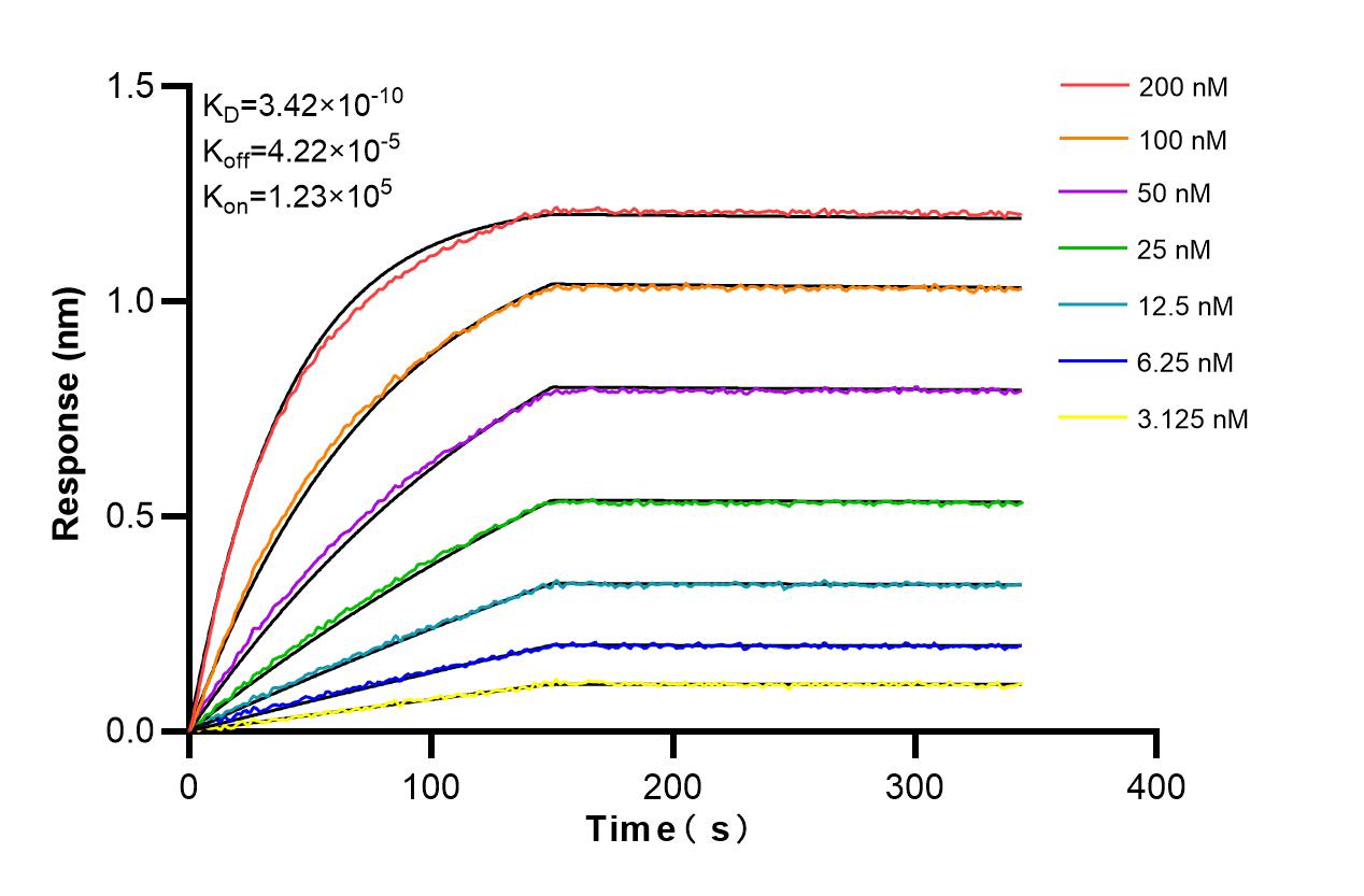 Biolayer interferometry (BLl) kinetic assays of 86504-3-RR against Human PBX1 were performed. The affinity constant is 0.342 nM. Affinity and Kinetic Characterization of 86504-3-RR