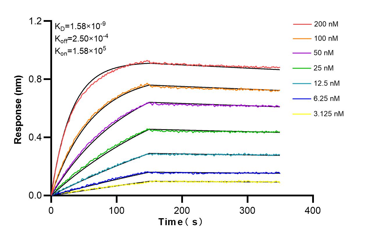 Affinity and Kinetic Characterization of 86511-3-RR