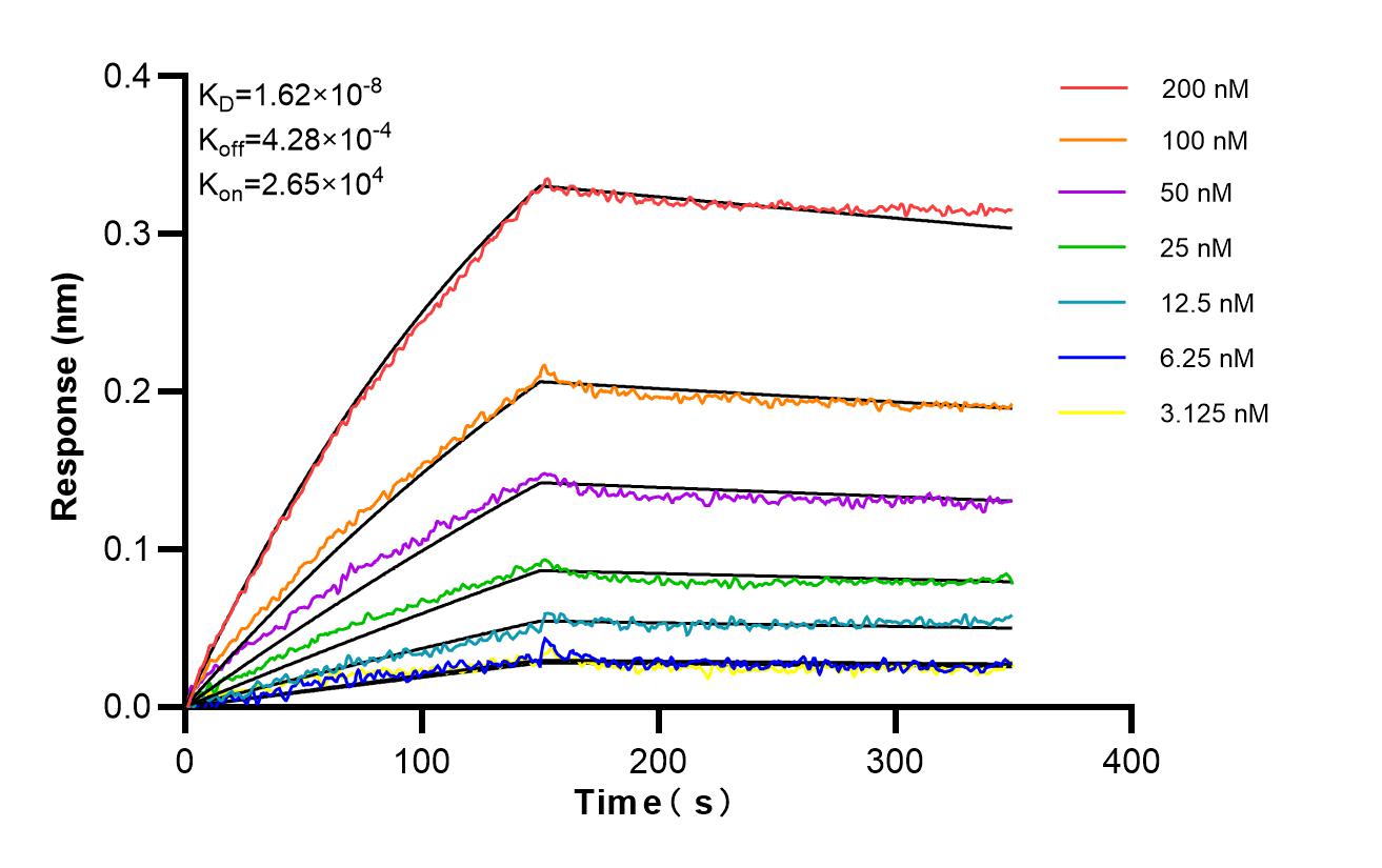Affinity of 86547-4-RR