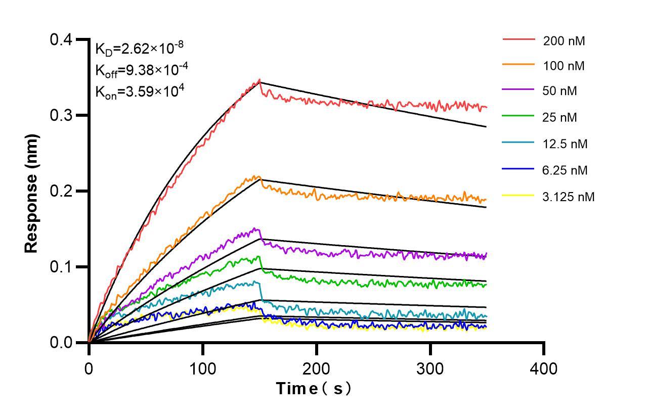 Affinity and Kinetic Characterization of 86548-3-RR Affinity and Kinetic Characterization of 86548-3-RR