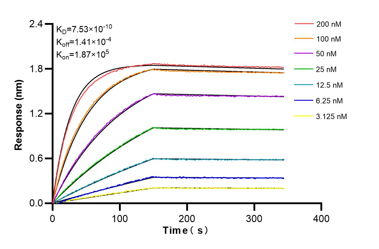Affinity and Kinetic Characterization of 86557-1-RR