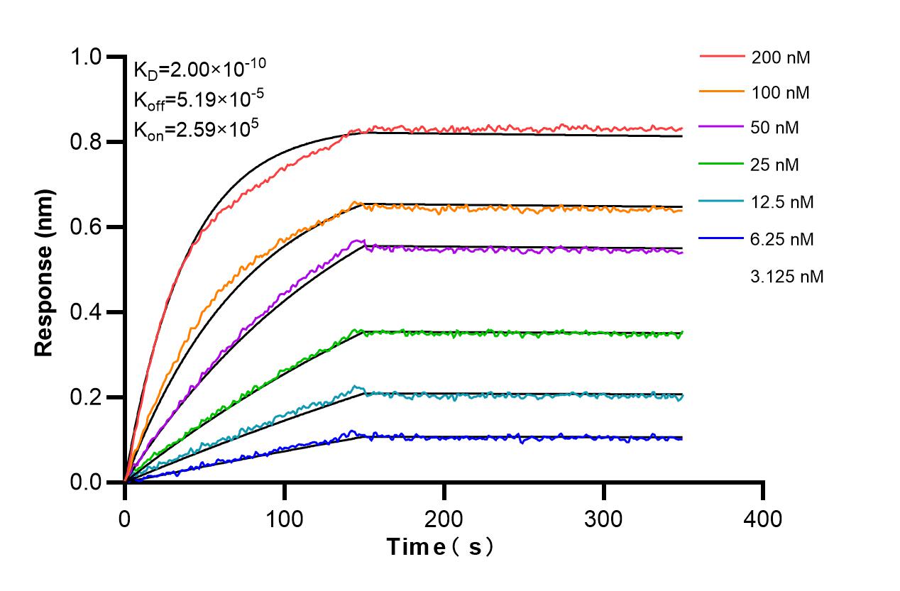 Affinity and Kinetic Characterization of 86560-1-RR
