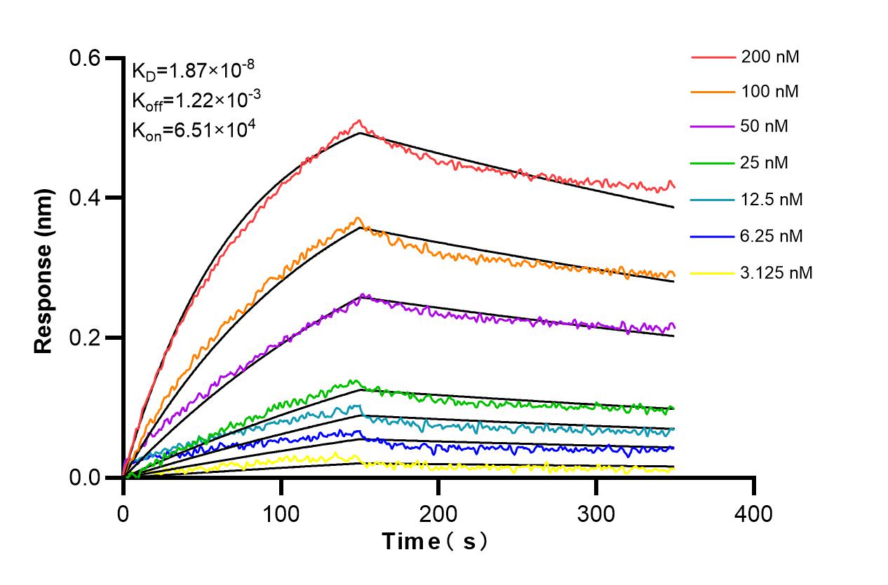 Affinity and Kinetic Characterization of 86578-1-RR