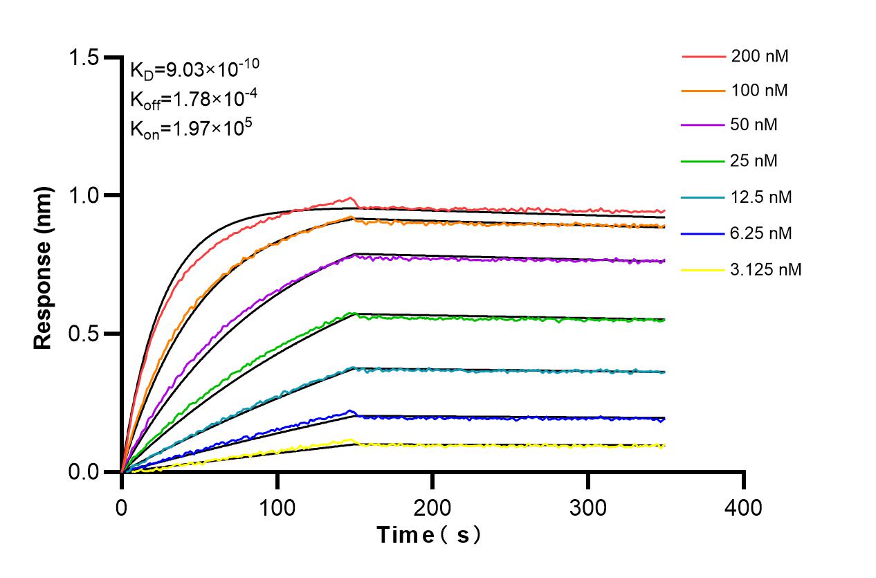 Affinity and Kinetic Characterization of 86579-1-RR