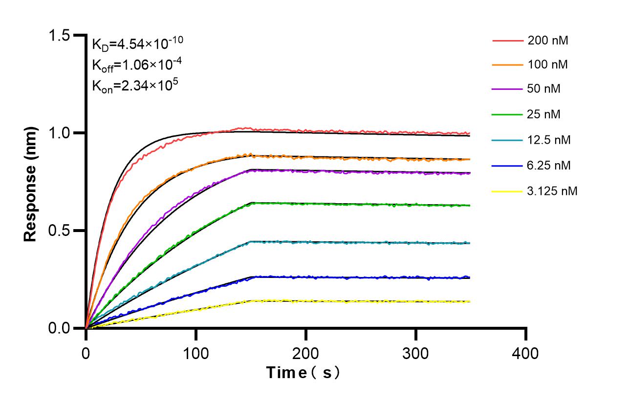 Biolayer interferometry (BLl) kinetic assays of <a class='green' href='/productredirect?CatalogNo=86580-1-RR' target='_blank'>86580-1-RR</a> against Human Syntaxin 8 were performed. The affinity constant is 0.454 nM. Affinity and Kinetic Characterization of 86580-1-RR
