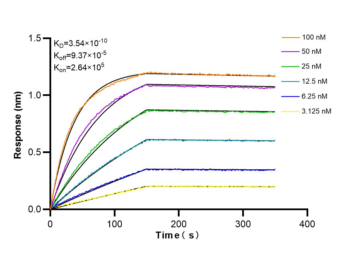 Affinity and Kinetic Characterization of 86583-1-RR