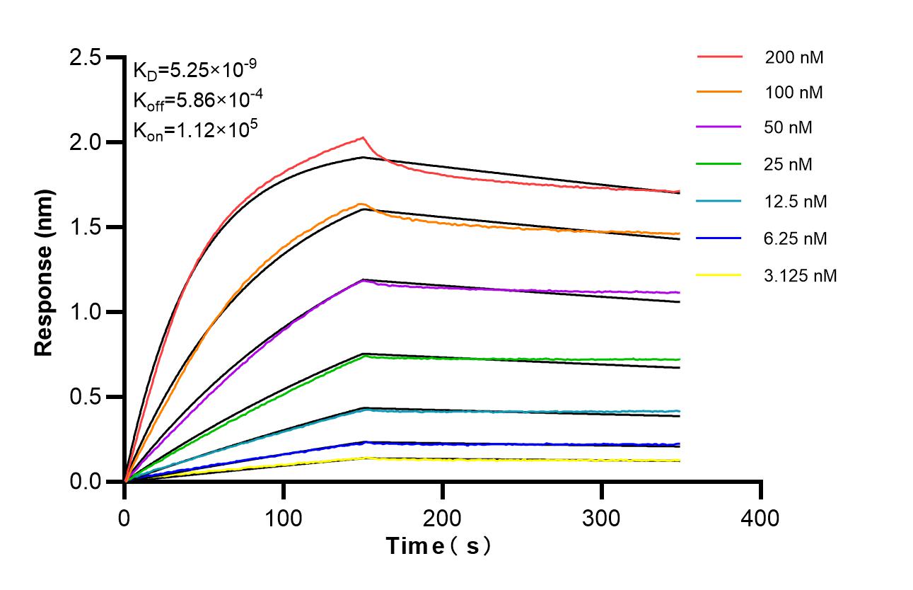 Biolayer interferometry (BLl) kinetic assays of <a class='green' href='/productredirect?CatalogNo=86588-2-RR' target='_blank'>86588-2-RR</a> against Human CD32 were performed. The affinity constant is 5.25 nM. Affinity of 86588-2-RR