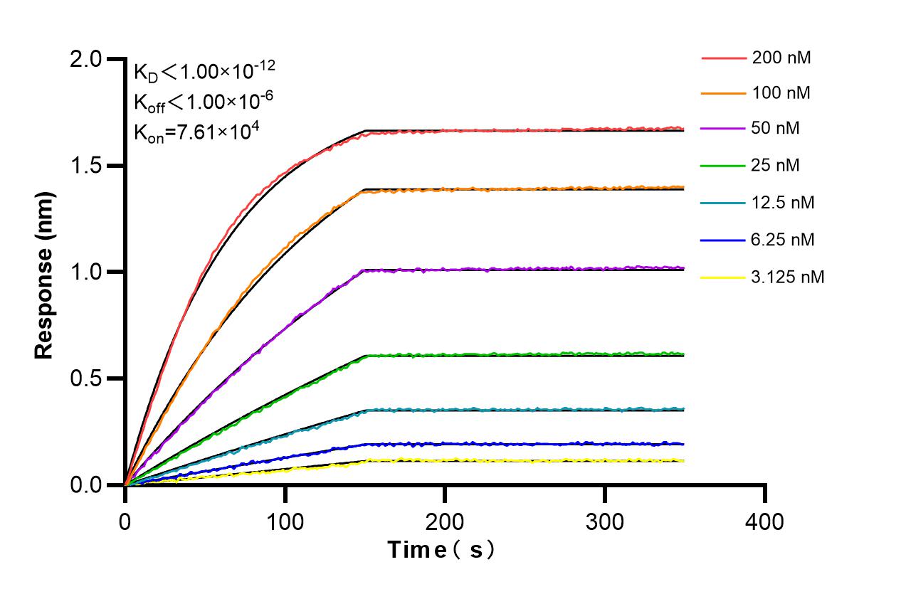 Affinity and Kinetic Characterization of 86594-1-RR