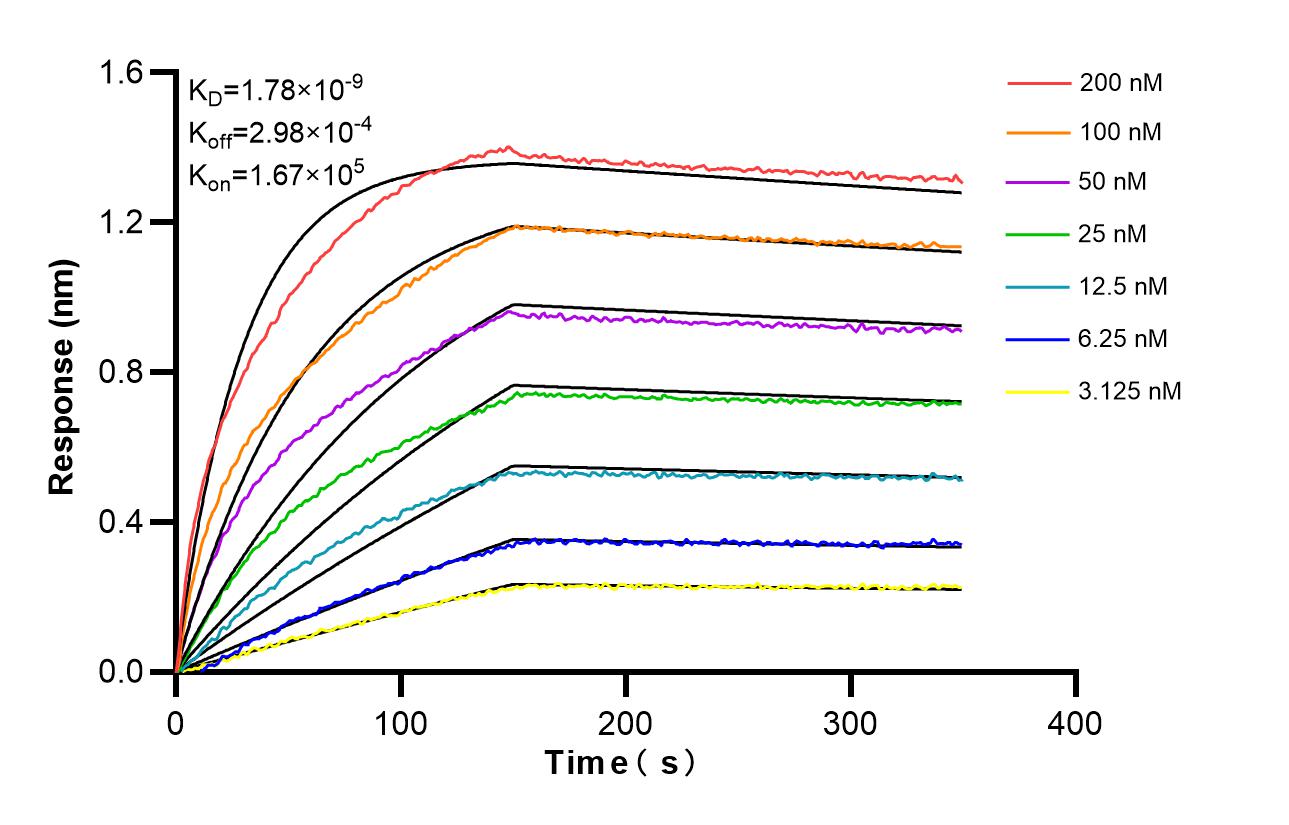 Affinity and Kinetic Characterization of 86613-3-RR