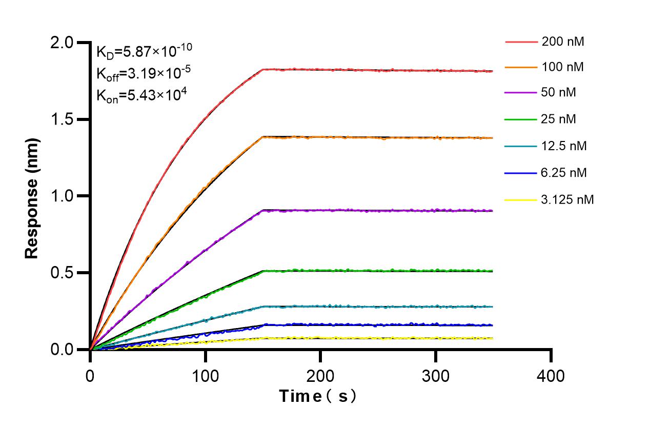 Affinity and Kinetic Characterization of 86614-2-RR