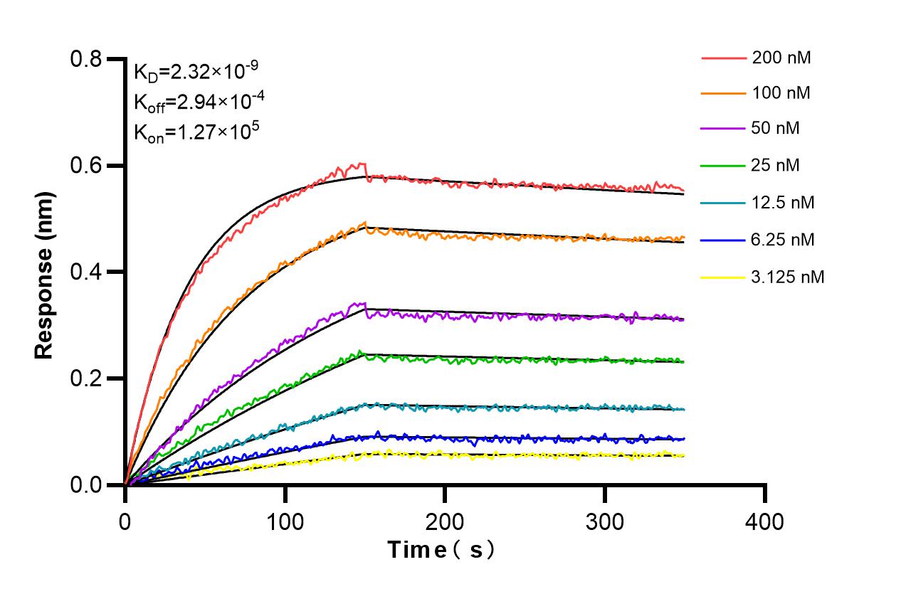 Affinity and Kinetic Characterization of 86622-1-RR